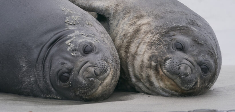 Southern Elephant Seal pups