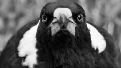 Magpie swooping - Newsreel