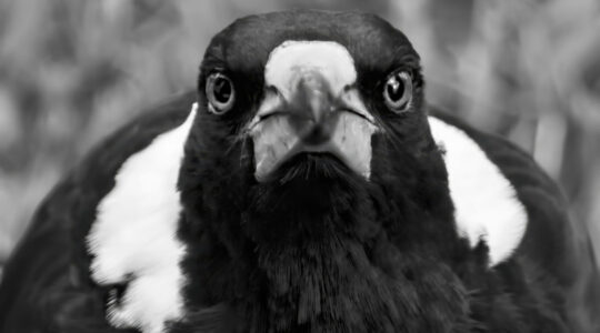 Swooping birds target Coorparoo, Carindale and Runcorn