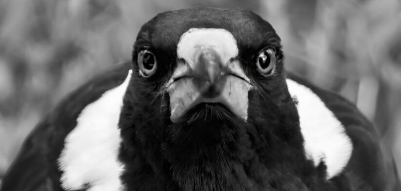 Magpie swooping - Newsreel