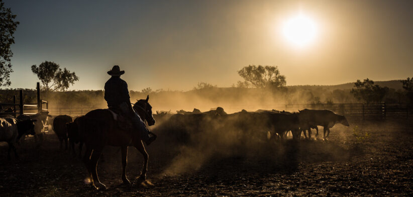 cattle mustering,