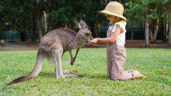 Little Girl Feeding a Kangaroo