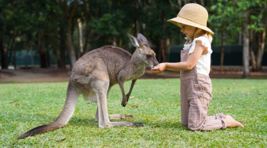 Plans approved for new Moreton Bay Wildlife Hospital