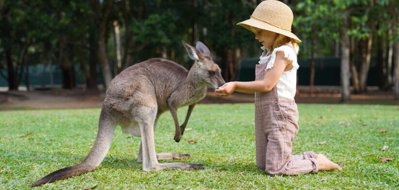 Little Girl Feeding a Kangaroo