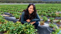 Stanthorpe Susan Strawberries