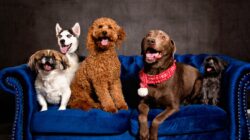Dogs on a couch