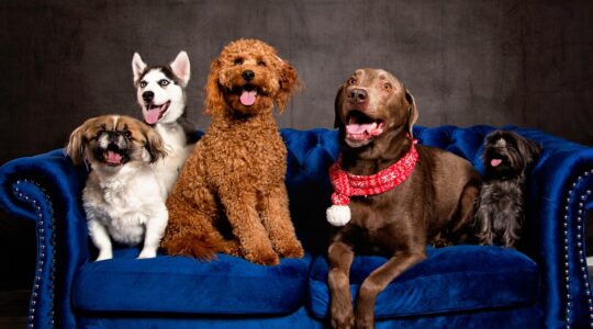 Australia’s favourite dog names for 2026