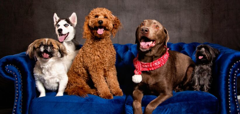 Dogs on a couch