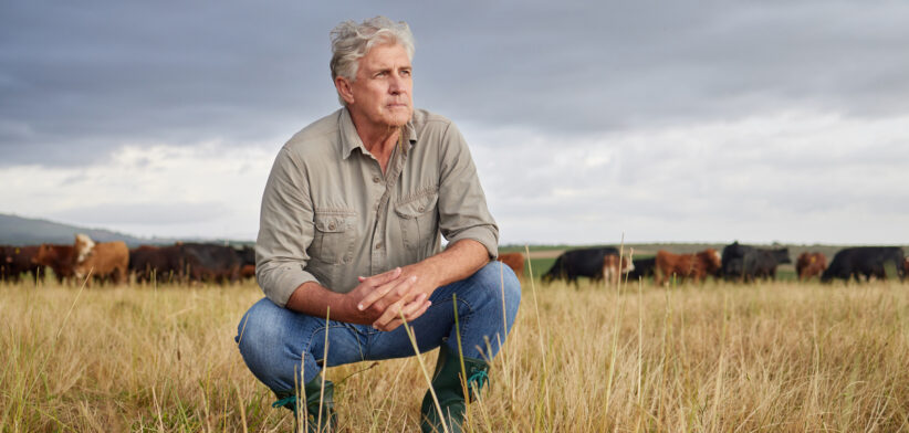 Thinking, serious and professional farmer on a field with herd of cows and calves in a open nature grass field outside on cattle farm. Agriculture man, worker or business owner looking at countryside