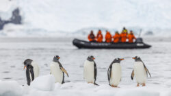 Gentoo penguins (Pygoscelis papua) on an ice floe with tourists on a Zodiac cruise.