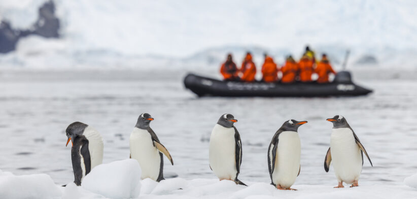Gentoo penguins (Pygoscelis papua) on an ice floe with tourists on a Zodiac cruise.