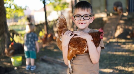 Proposed changes to Redland Council animal laws