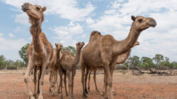 Herd of camels in outback Australia