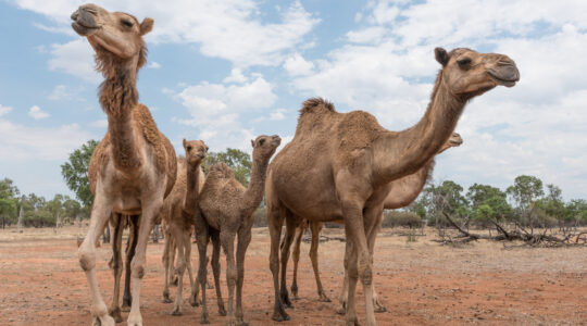 Herd of camels in outback Australia
