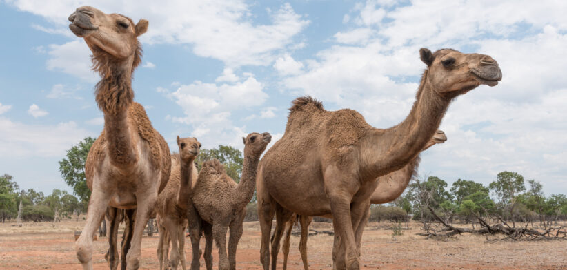 Herd of camels in outback Australia