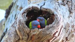 rainbow lorikeets