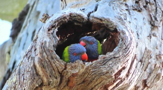 The Aussie Bird Count is on for 2026
