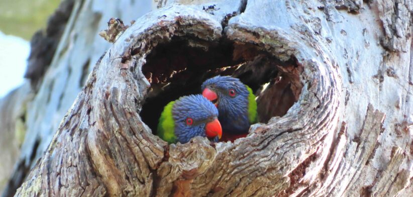 rainbow lorikeets