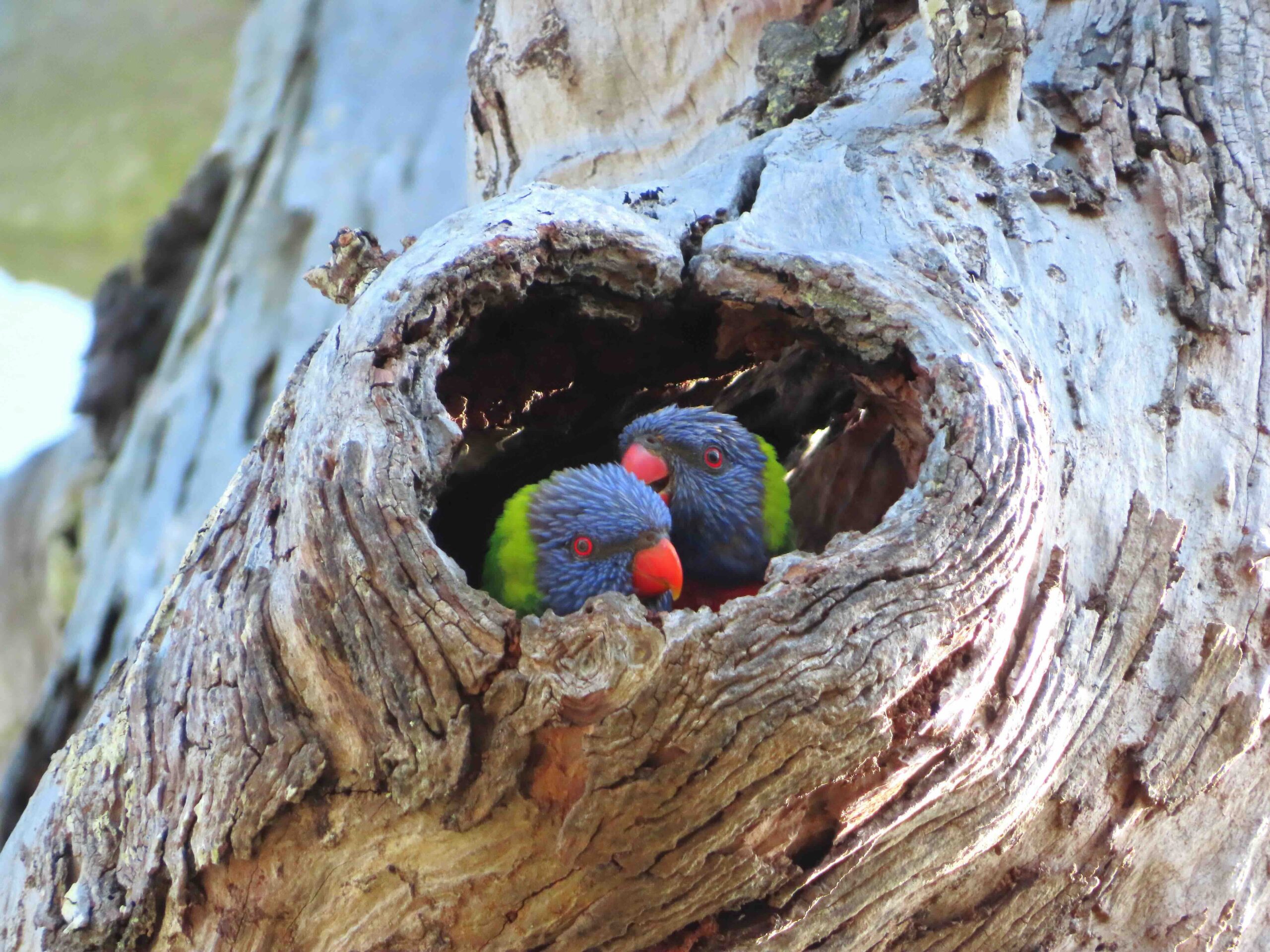 The Aussie Bird Count is on for 2026 – Newsreel